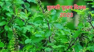 Tulsi Pujan Diwas 2023: आज तुलसी पूजन दिवस: जानें तुलसी पूजा का महत्व और कैसे करें